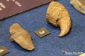 VBS_9040 - Museo Paleontologico - Asti